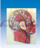 The model of superficial muscles, nerves and vas in face